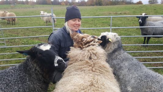 En kvinna klappar tre får framför stängslet till en hage.