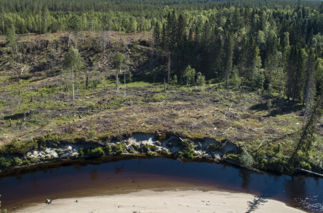 Skogen ovan efter avverkning