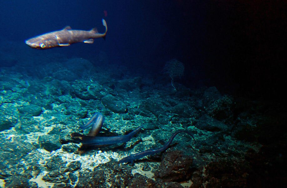 En djuphavshaj och flera ålar vid en utdöd undervattensvulkan utanför Hawaii.