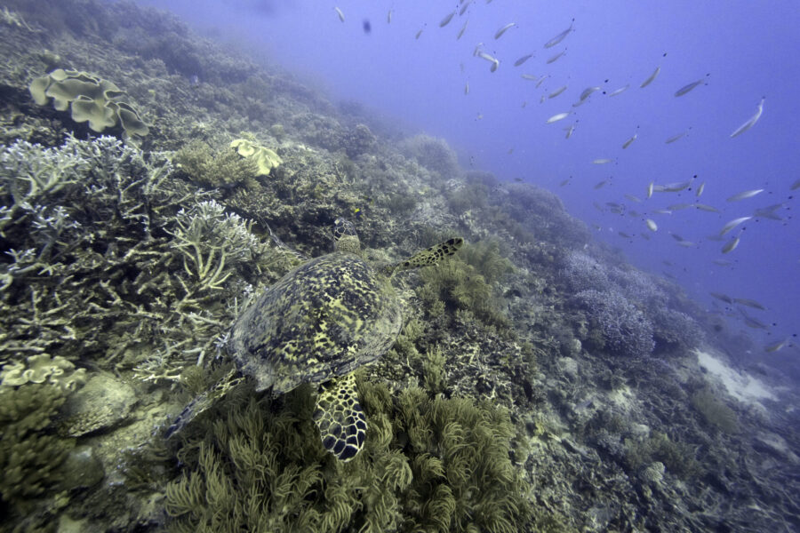 Havssköldpadda simmar längs korallrev. FN-länder enas om ett havsavtal som ska skydda sådana miljöer.