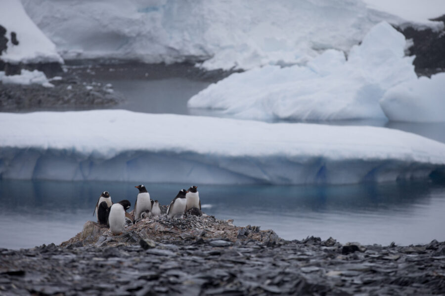Pingviner på en klippa med smältande is runtom.