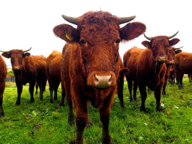 Kor pruttar, rapar och andas ut metan, som är en stark växthusgas.
