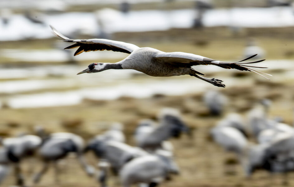 Fågelskyddet vid Hornborgasjön börjar i år gälla redan den 12 mars.