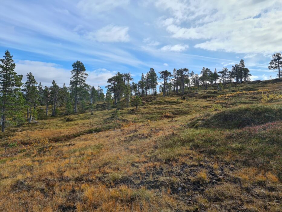 Terrängtäckande myr med naturligt exponerad torv i förgrunden