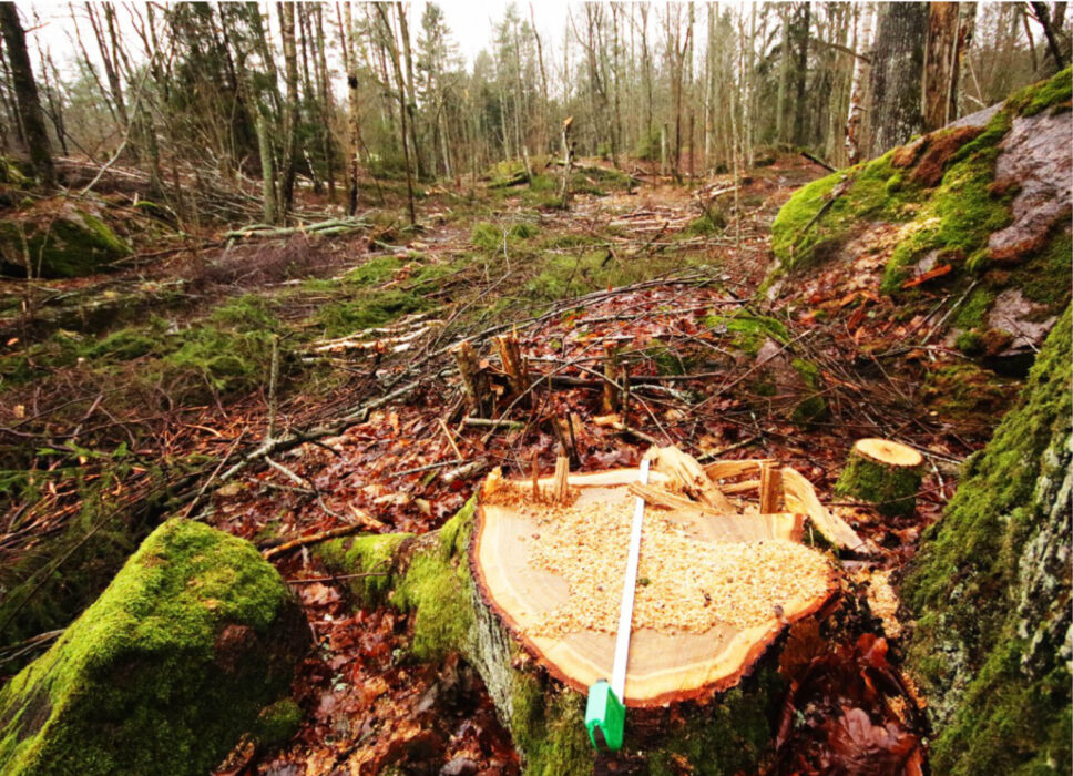 En ek som enligt de ideella organisationerna varit värd att bevara är avverkad från Sjöbovikens naturreservat, i strid mot reservatets föreskrifter