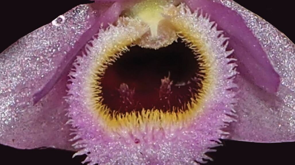 Dendrobium fuscifaucium är en av arterna som upptäcktes i Mekongregionen i Sydostasien.