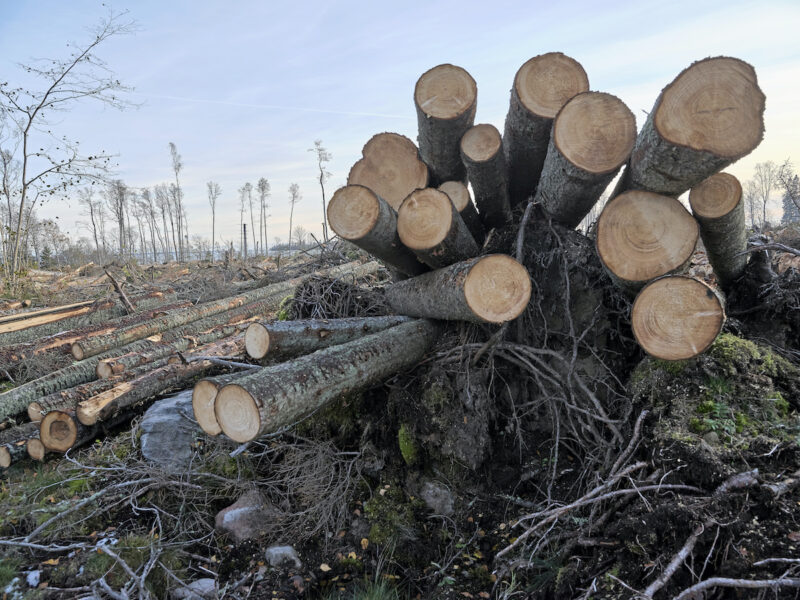 Ett läckt dokument visar planer på att försvaga artskyddet till förmån för skogsbruk.