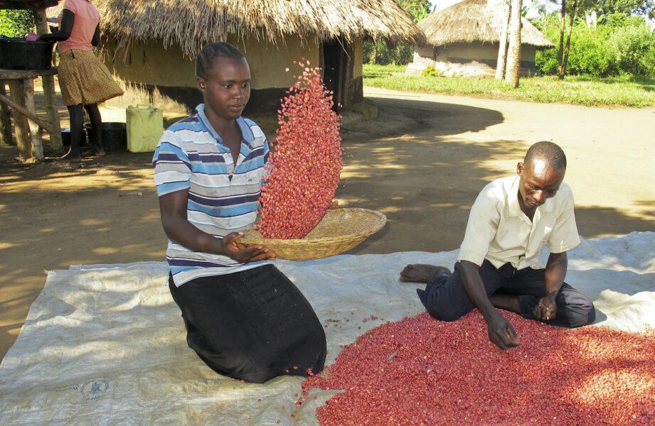 Två lantbrukare i Uganda sorterar bönor som förädlats att tåla torka bättre.