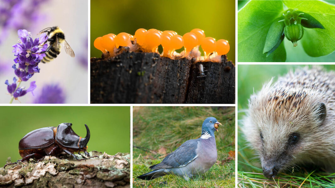 Biologiläraren och naturfotografen Anders Henriksson har dokumenterat sin trädgårds mångfald och hittat över 1400 arter.