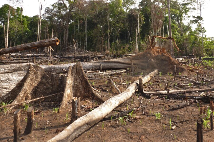 Klimatprojekt som ska stoppa avskogningen har inte levererat, visar en ny vetenskaplig studie.