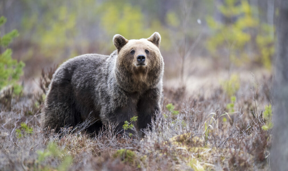 Björnar har mycket god hörsel och gott luktsinne, och känner ofta när en människa är på väg, enligt rovdjursexpert Benny Gäfvert.