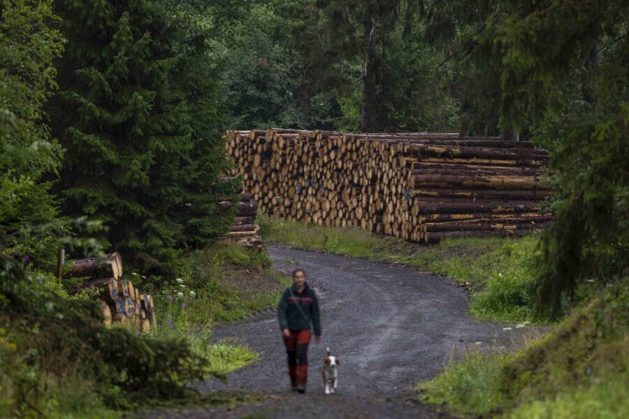 Granar har fällts efter att barkborrar har angripit skog i Clausthal-Zellerfeld.