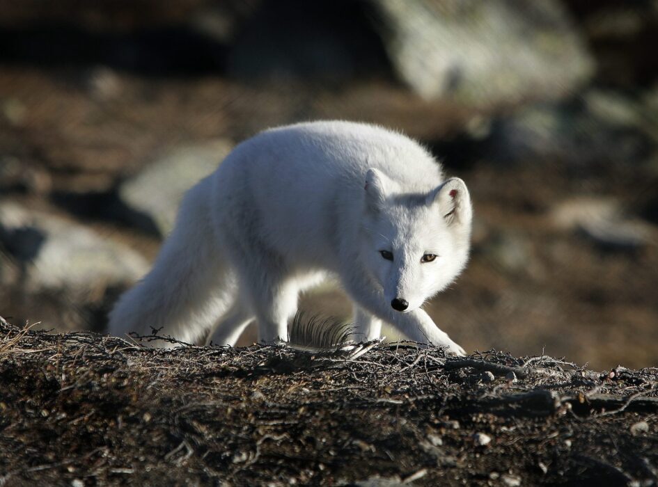Fjällräven klassas som starkt hotad i senaste rödlistan, och riskerar att få svårare livsvillkor med klimatförändringarna.