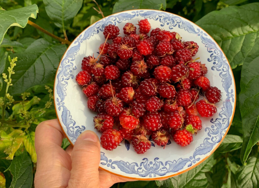 ”Förhoppningen är att ursprungsmärkningen ska göra allåkerbäret mer känt, precis som det förtjänar”, säger Malena Bathurst som är näringsutvecklare på Jordbruksverket.
