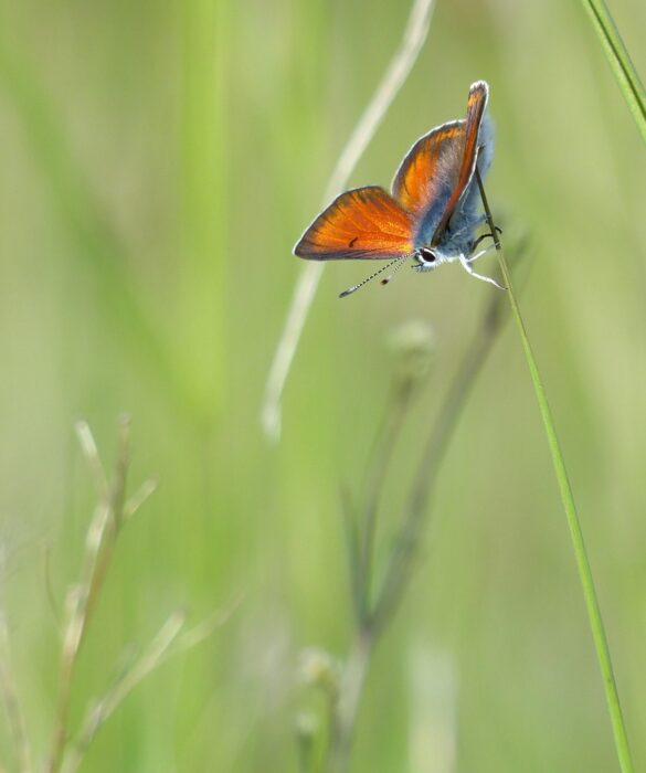 Hane av violettkantad guldvinge Lycaena hippothoe