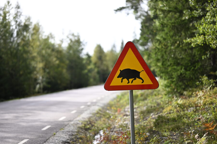 Ängelsbergsvägen utanför i Fagersta där ett av de döda vildsvinen med afrikansk svinpest hittats död.