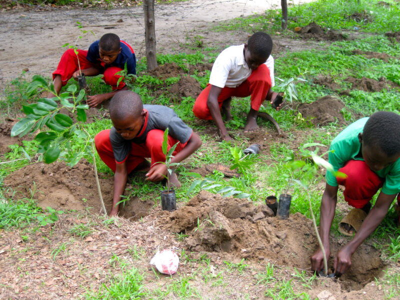 Ungdomar planterar träd i Mombasa, Kenya.