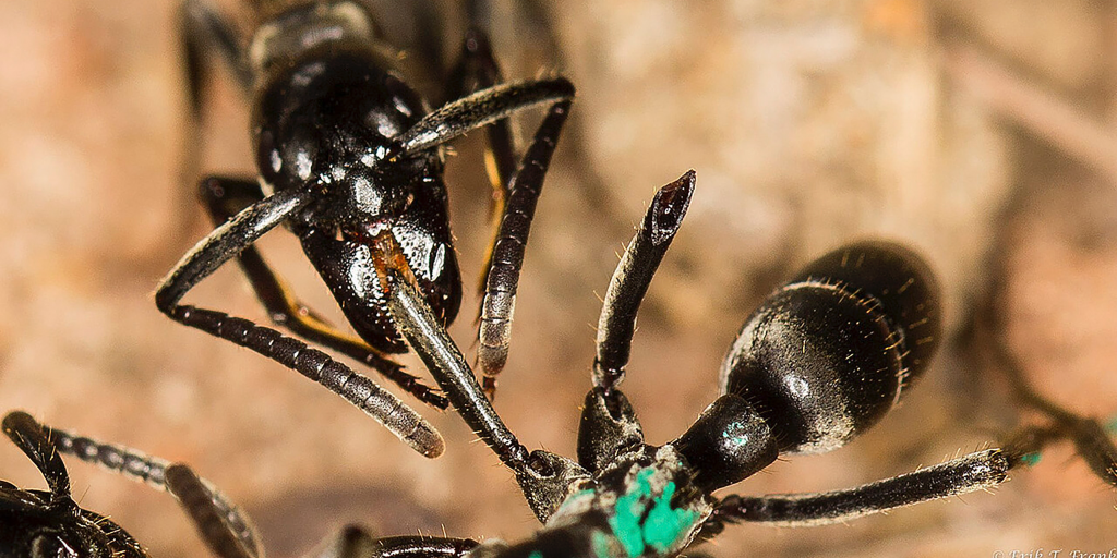 En matabelemyra (överst) tar hand om såret på en myra vars ben bitits av i ett slagsmål med termiter.