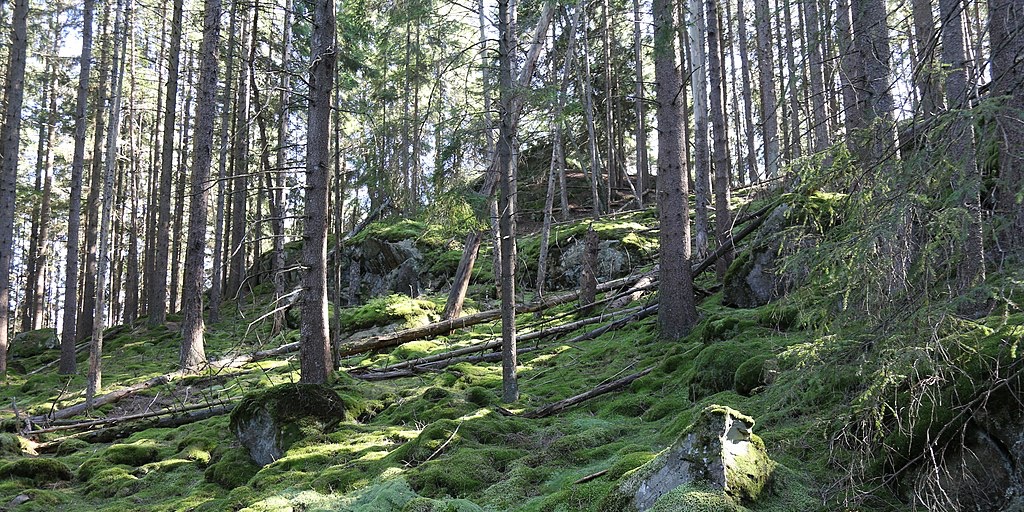Skog med naturvärden riskerar att avverkas i Jämtland och Västernorrland.