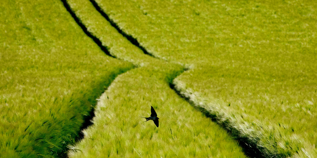 En svala flyger över ett vetefält i Tyskland.
