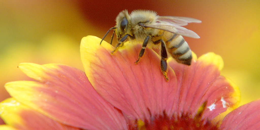 Under det senaste årtiondet har binas honungsproduktion minskat i USA trots ett ökat antal bin.