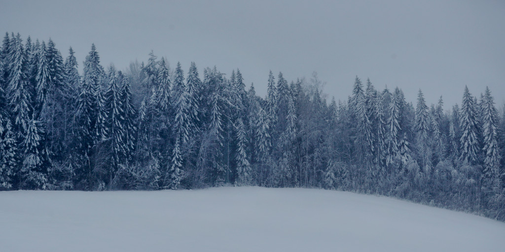 Skog i Västernorrland.