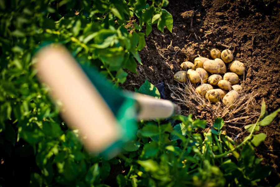 Potatis hör till våra mer besprutade grödor.