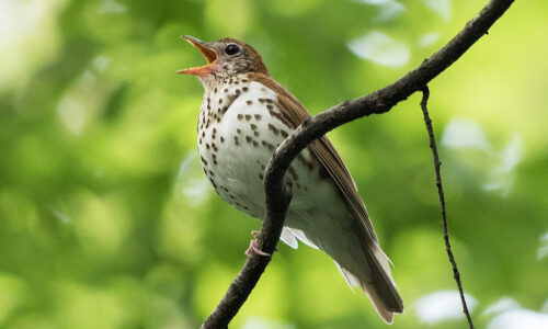 Den nordamerikanska fläckskogstrasten sitter på en gren, den är brun på övre halvan av kroppen och vit med bruna prickar på undre delen av kroppen.