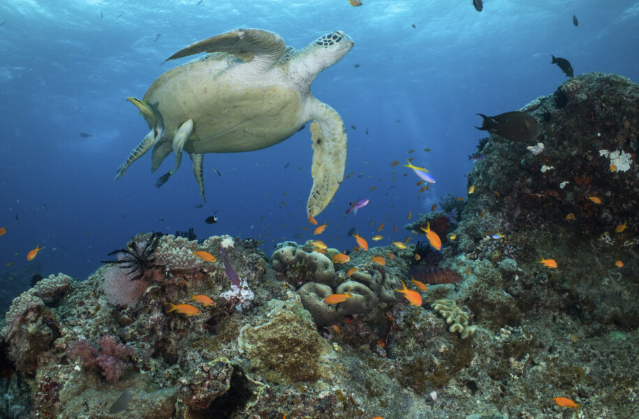 En stor sköldpadda simmar över ett fiskstim nära havsbotten.