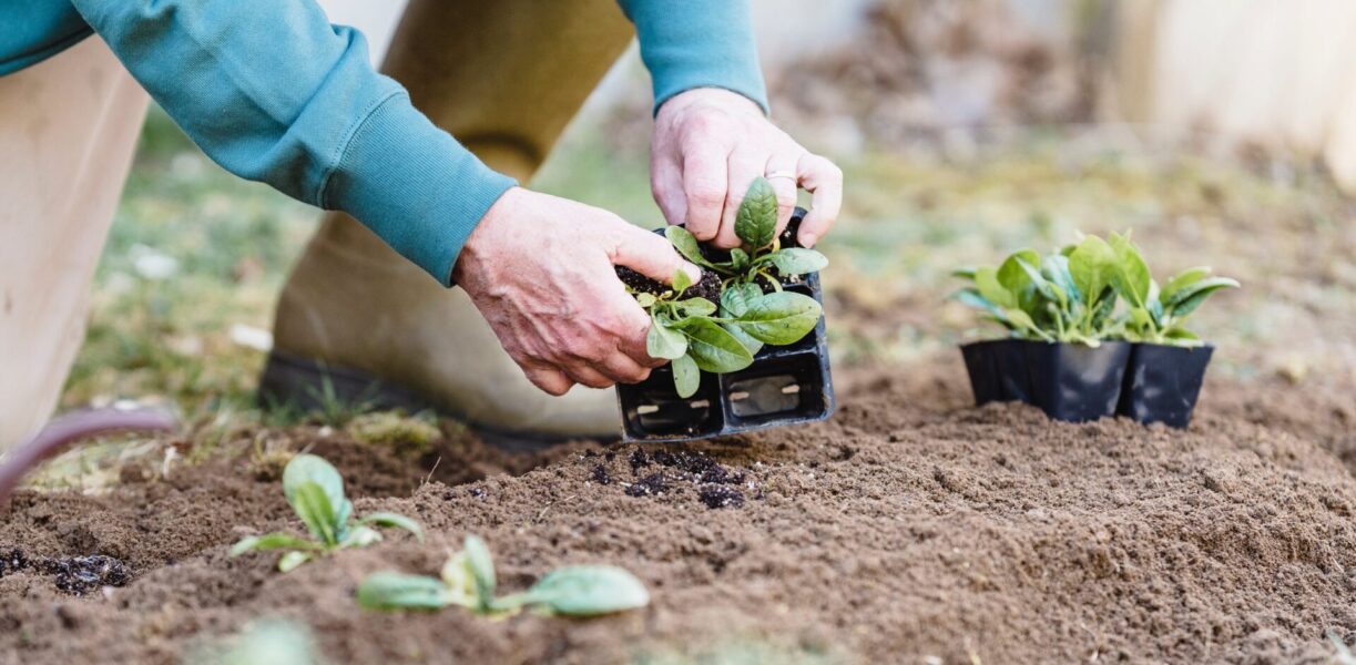Äldre människa planterar försådda plantor i jord utomhus.