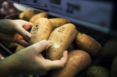 Två händer håller varsin ekologisk sötpotatis med andra potatisar i bakgrunden.