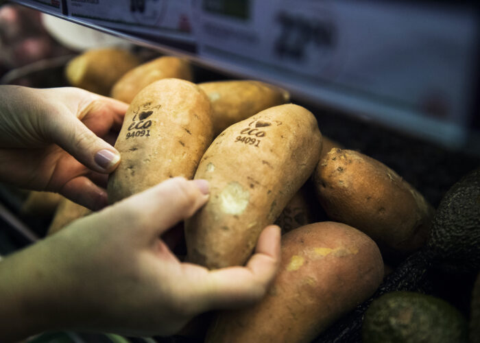 Två händer håller varsin ekologisk sötpotatis med andra potatisar i bakgrunden.