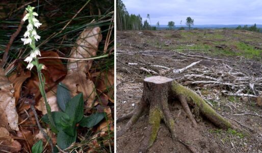 Collage av två foton, till vänster en vit orkidé i blom, till höger ett kalhygge med en stubbe i förgrunden.