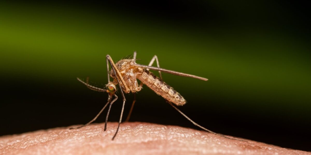 Närbild på en mygga på människohud.