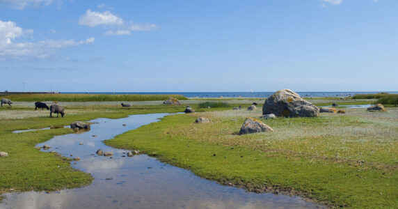 Gräsigt våtmarksområde med stora stenar, och betande får. Hav och himmel i bakgrunden.