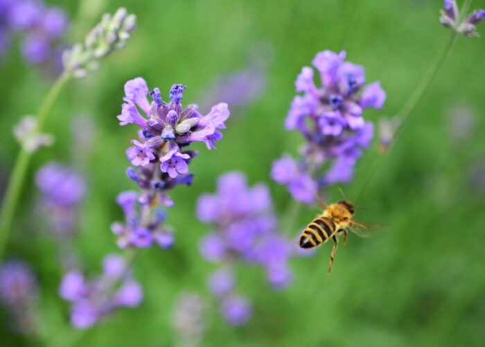 Närbild på flygande bi och lavendelblommor.