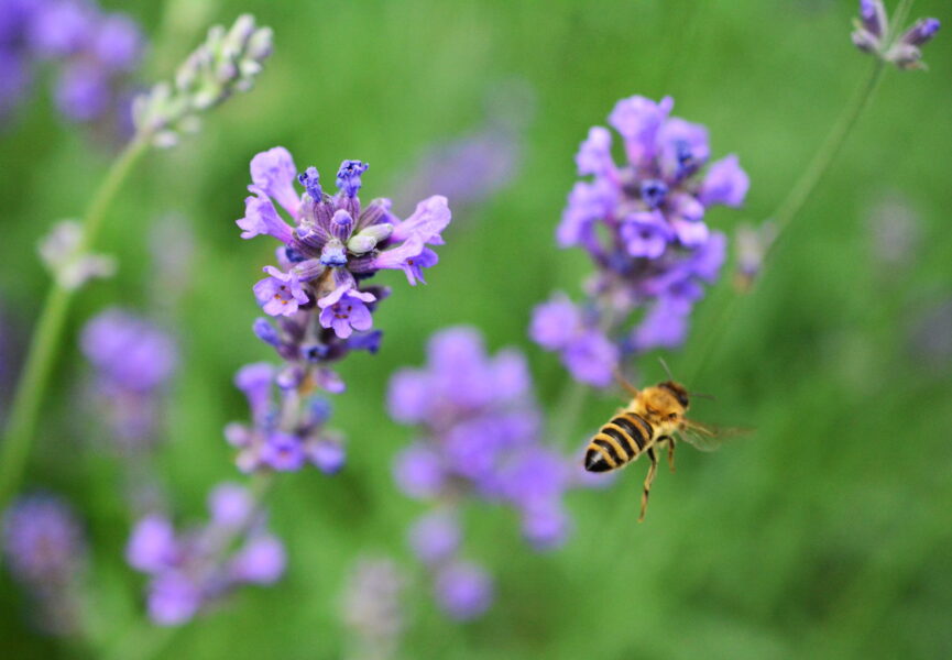 Närbild på flygande bi och lavendelblommor.
