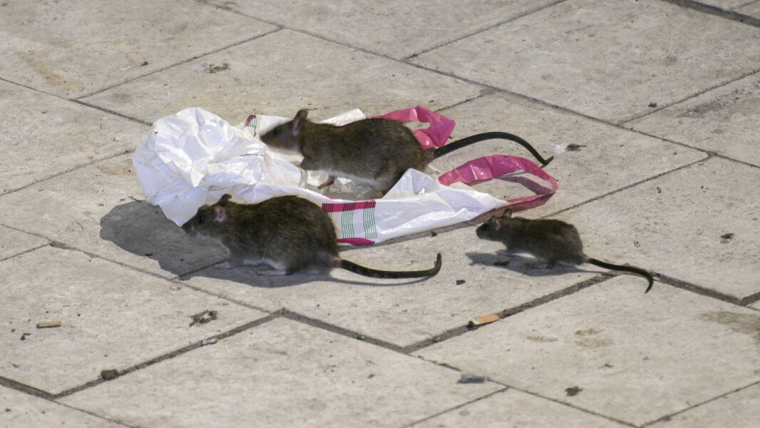 Tre råttor och en plastpåse, utomhus på markbeläggningsplattor i betong.