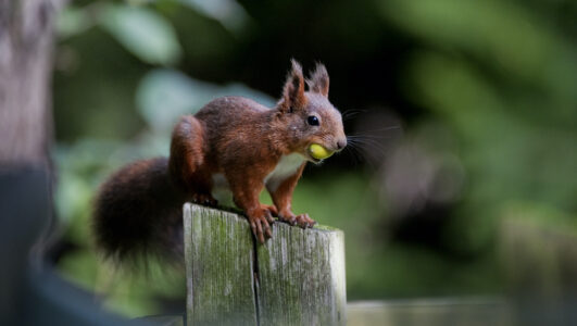 Ekorre med ett grönt ekollon i munnen.