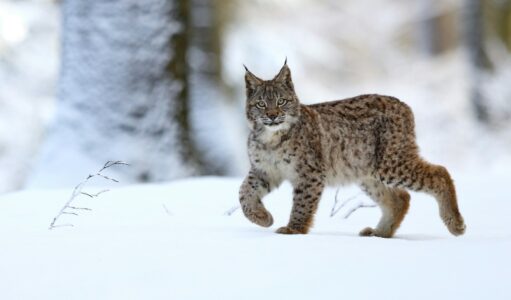 Lodjur i helfigur i en snöig skog går mot vänster i bild och tittar in i kameran.