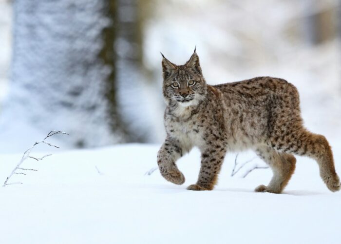 Lodjur i helfigur i en snöig skog går mot vänster i bild och tittar in i kameran.