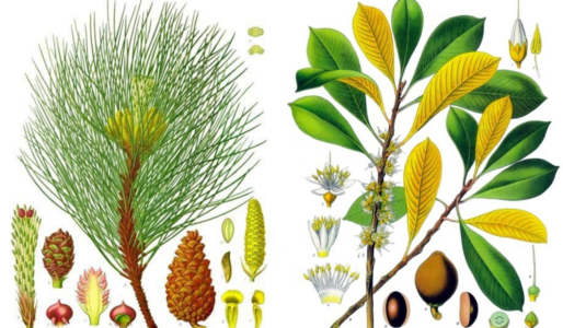 Stiliserad bild av svarttall och guttaperka.