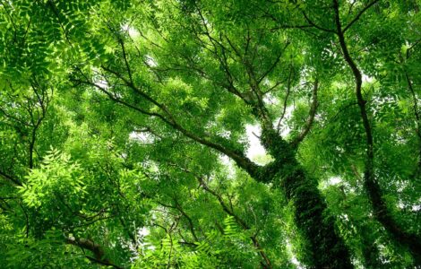 Ett grönt träd fotat underifrån, upp mot trädkronan. Askträd.