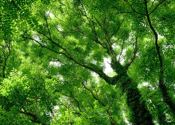 Ett grönt träd fotat underifrån, upp mot trädkronan. Askträd.