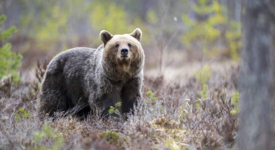 Brunbjörn i skogsmiljö, tittar in i kameran.