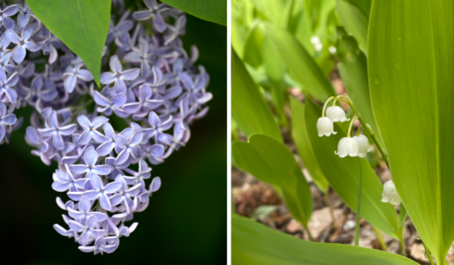 Blommande lila syrén och vit liljekonvalj.