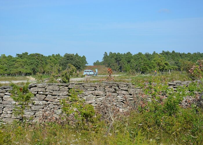 Grönska vid stenmur i förgrunden, en ljusblå bil och skog i bakgrunden.