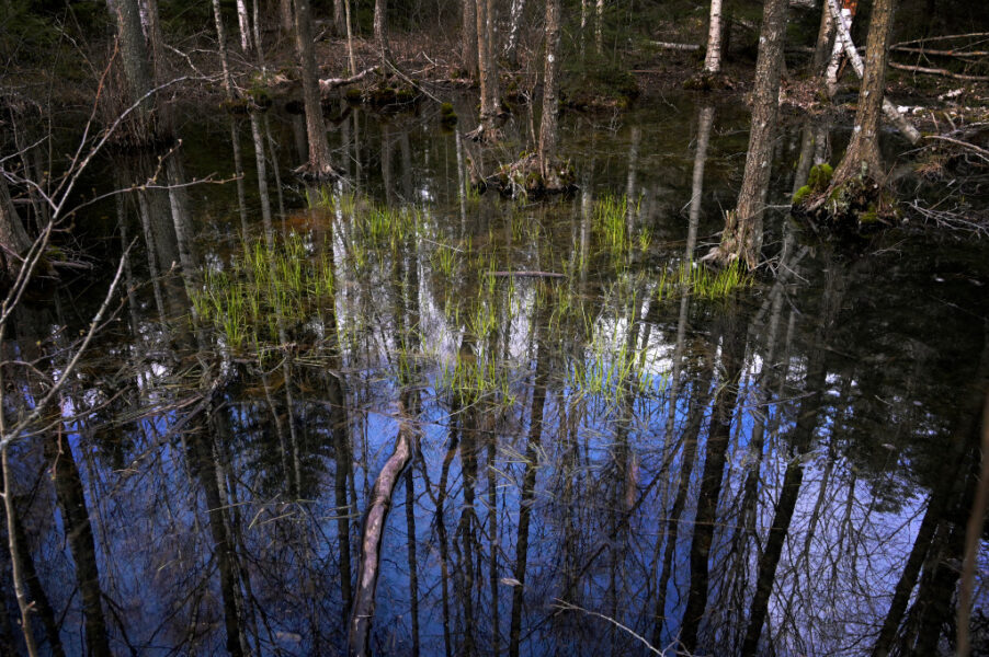 Trädstammar och himmel reflekteras i vatten vid en våtmark.