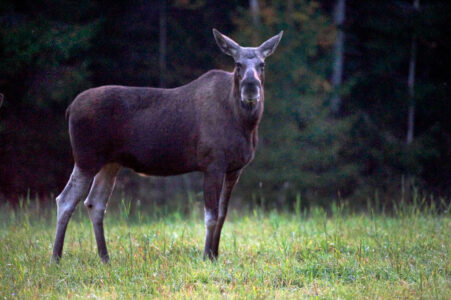 En älg står på gräs och tittar in i kameran.