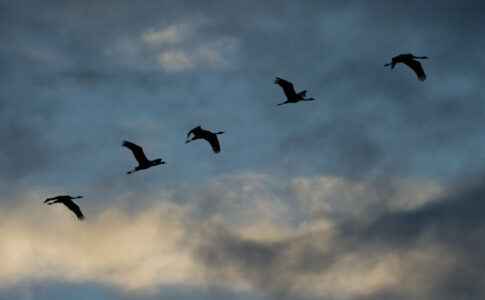 Tranor flyger över en delvis molnig himmel.